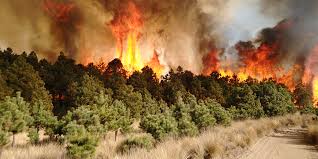 Primer lugar en superficie afectada por incendios forestales